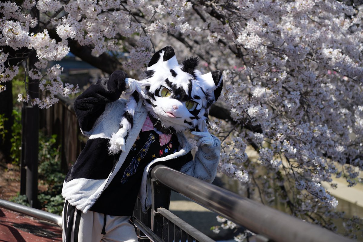 沃爾尼🔜Hi Furry tweet media