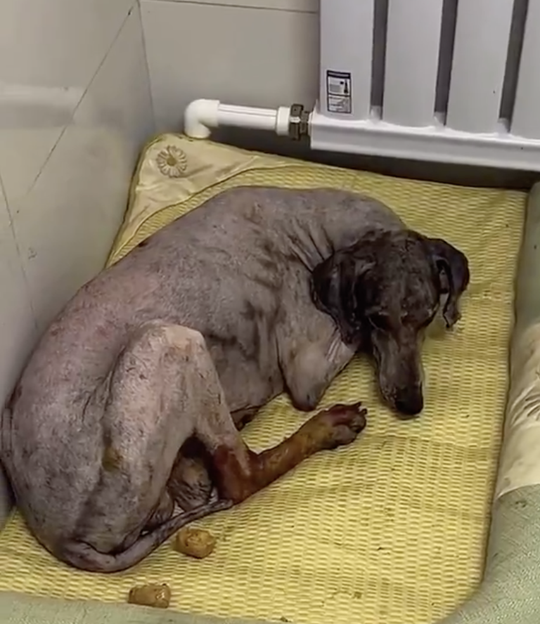 The PEOPLE tweet media