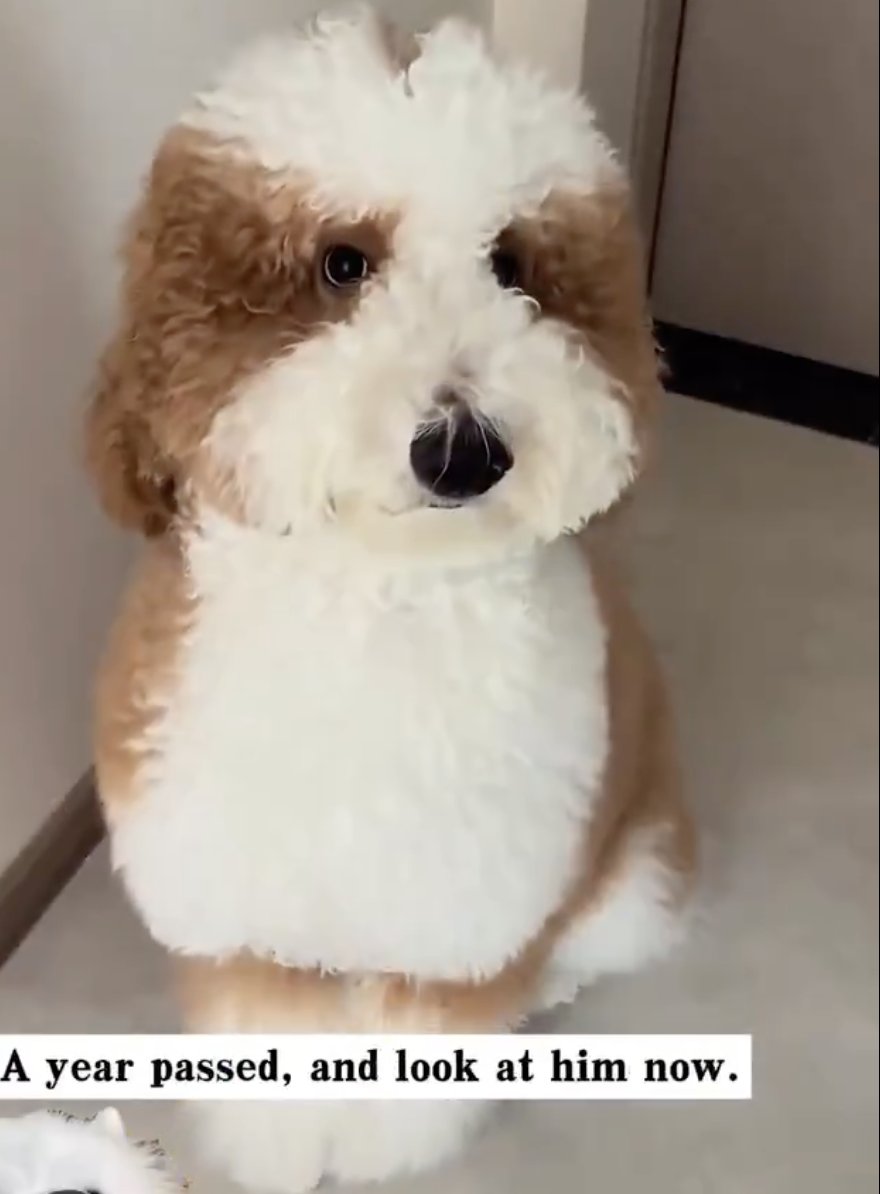 The PEOPLE tweet media