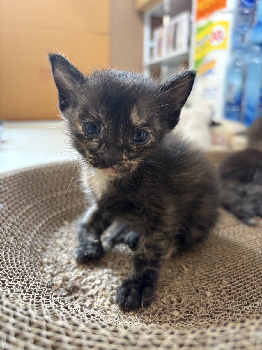 Catster & Co บ้านพักพิงแมวจร tweet media