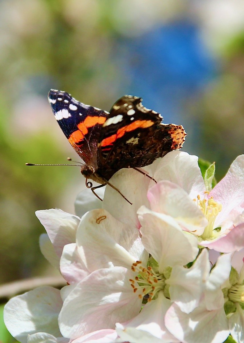 ChroniqueJardin's tweet image. Ici avec le Vulcain. La pollinisation des pommiers est lancée ! #Papillon #Fruitier #Printemps #Jardin #MaraisPoitevin