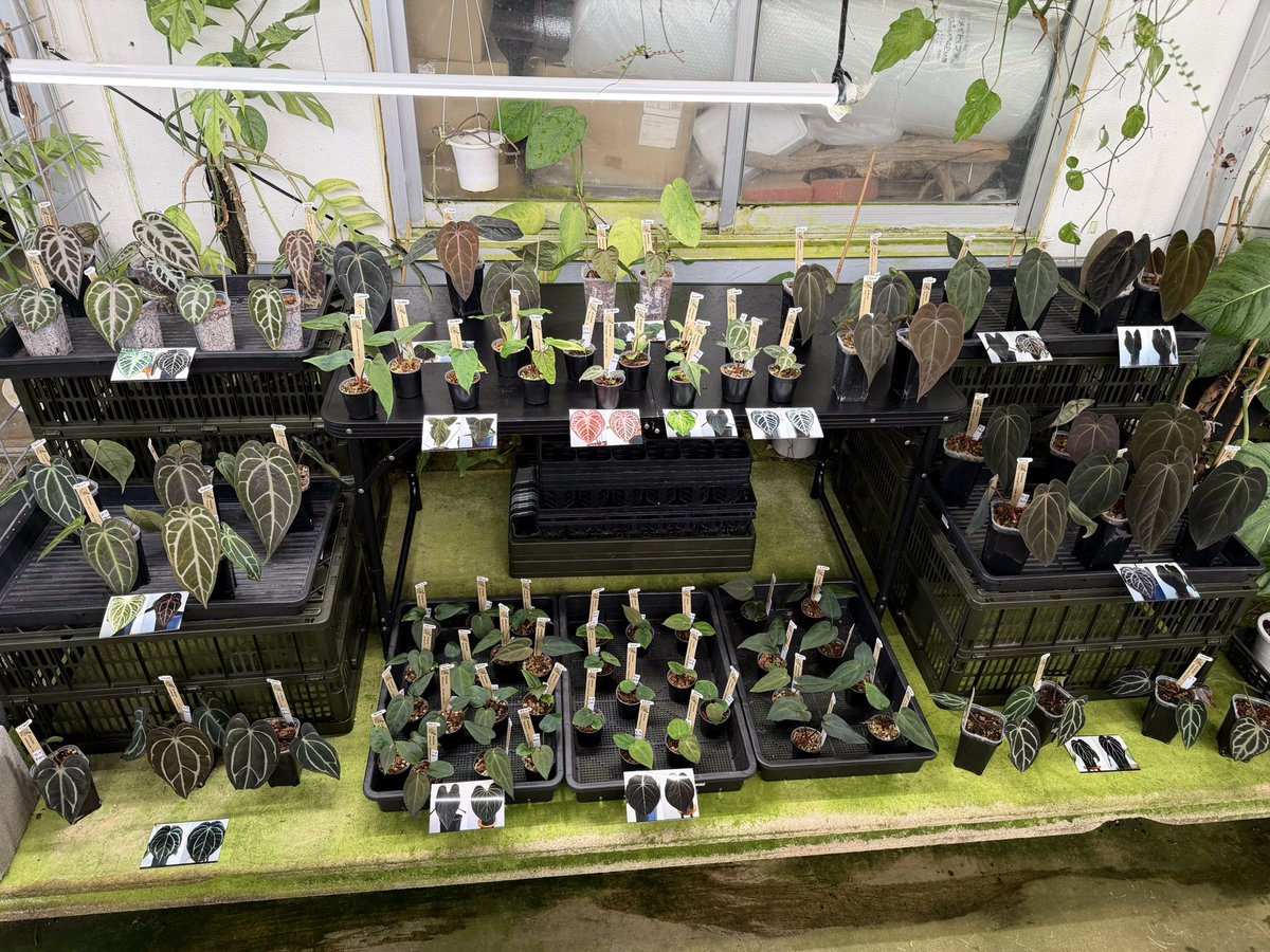 ぽん（acu's forest） tweet media