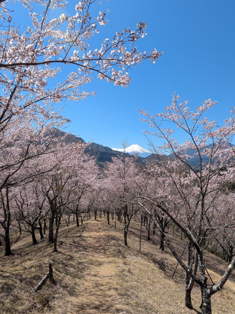 本陣跡・古民家 みどう本陣 tweet media