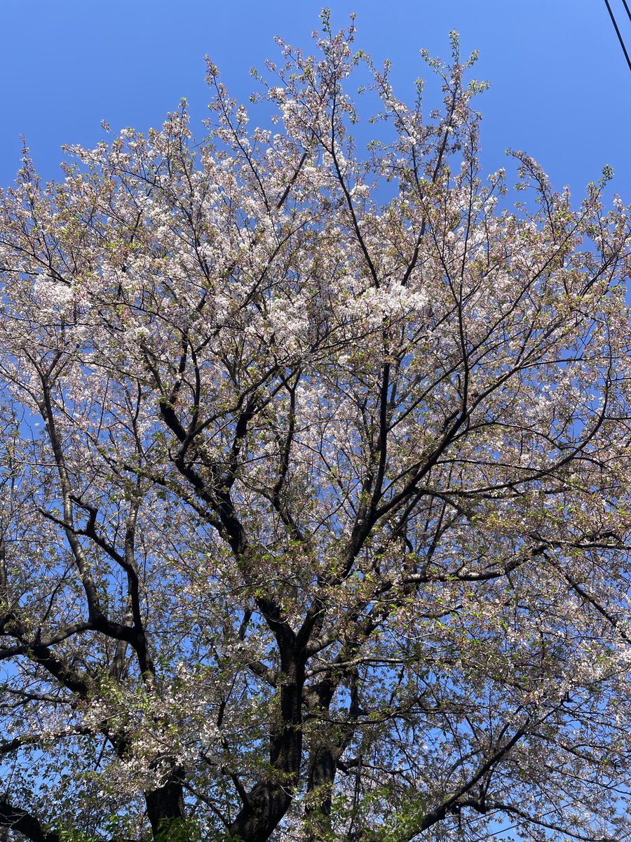 グレアム.W tweet media