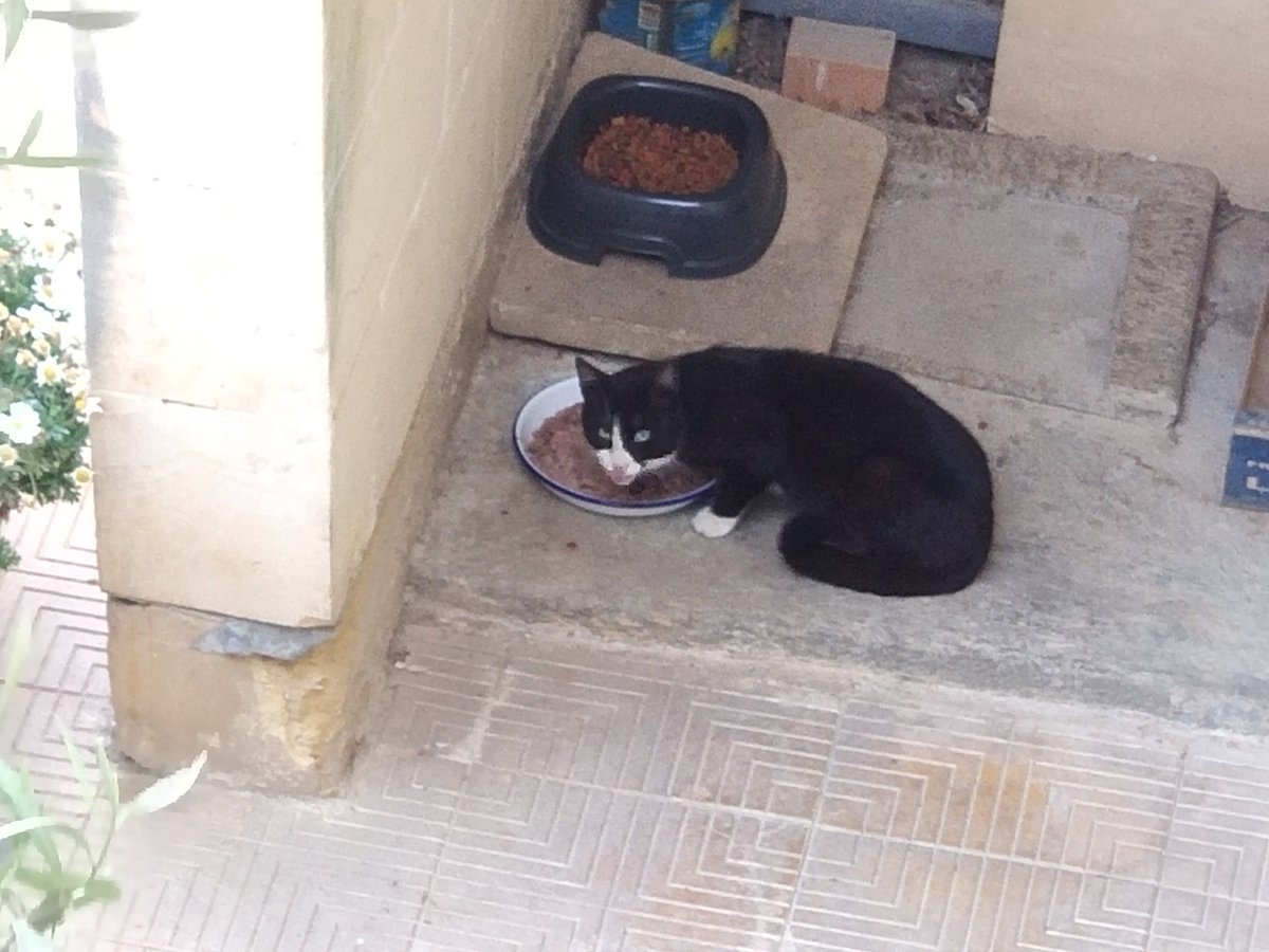 The Cat Is Busy tweet media