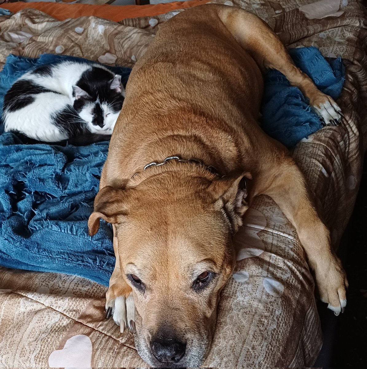 Tiziana Allasia tweet media