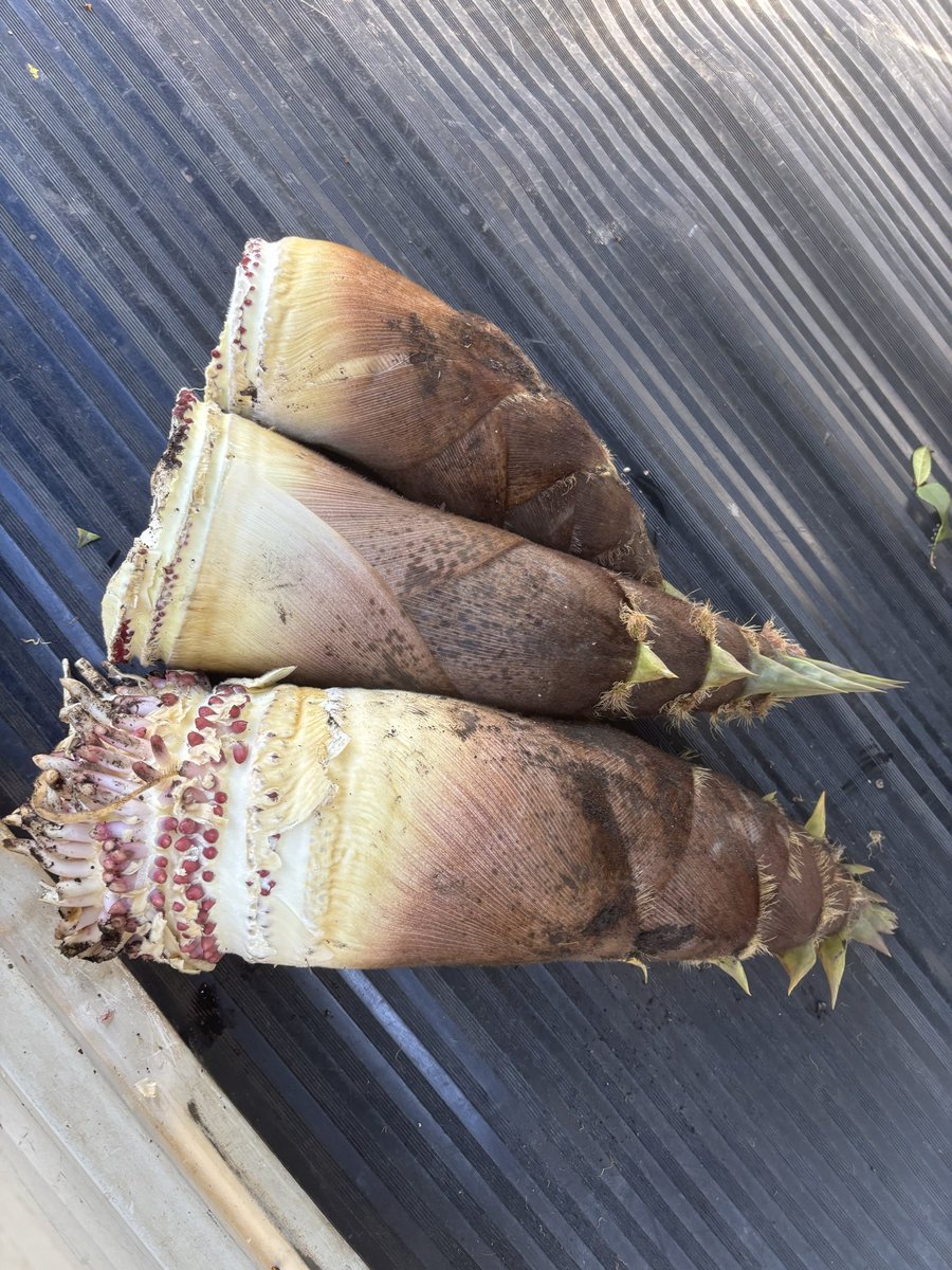 たっぷりん tweet media