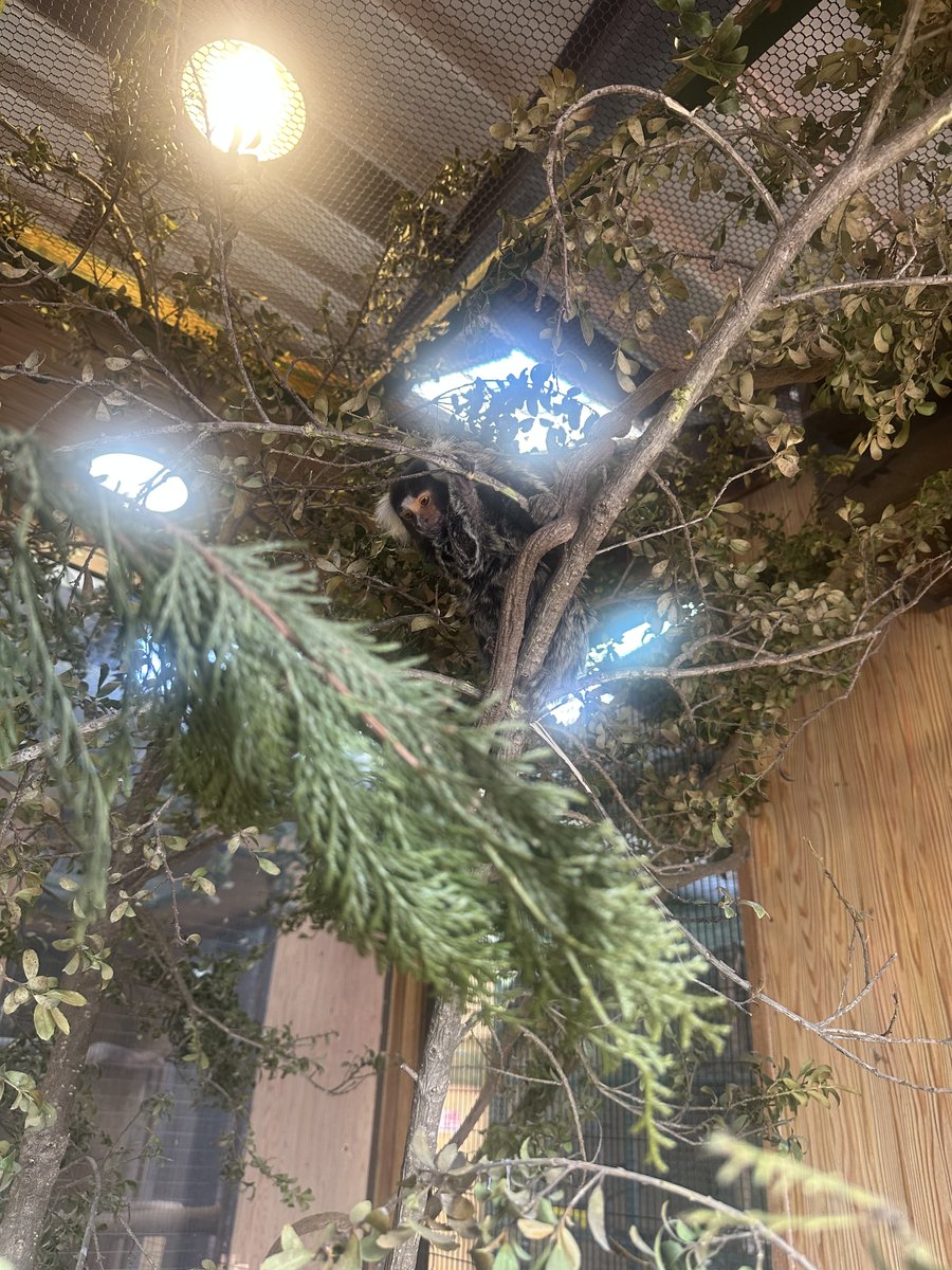 那須ワールドモンキーパーク【公式】 tweet media