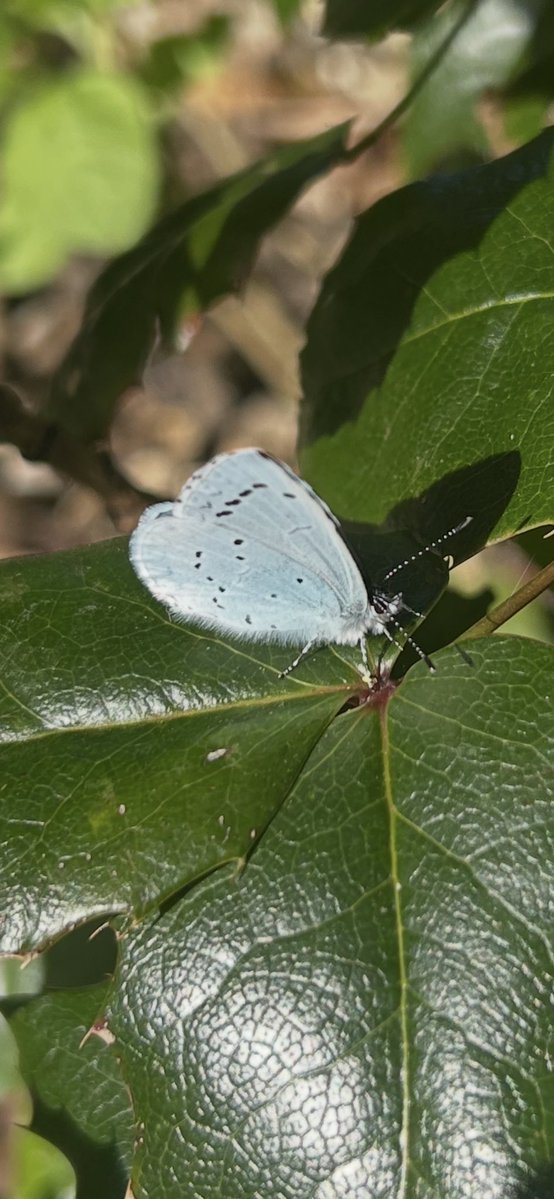 Kettering Wildlife corner tweet media