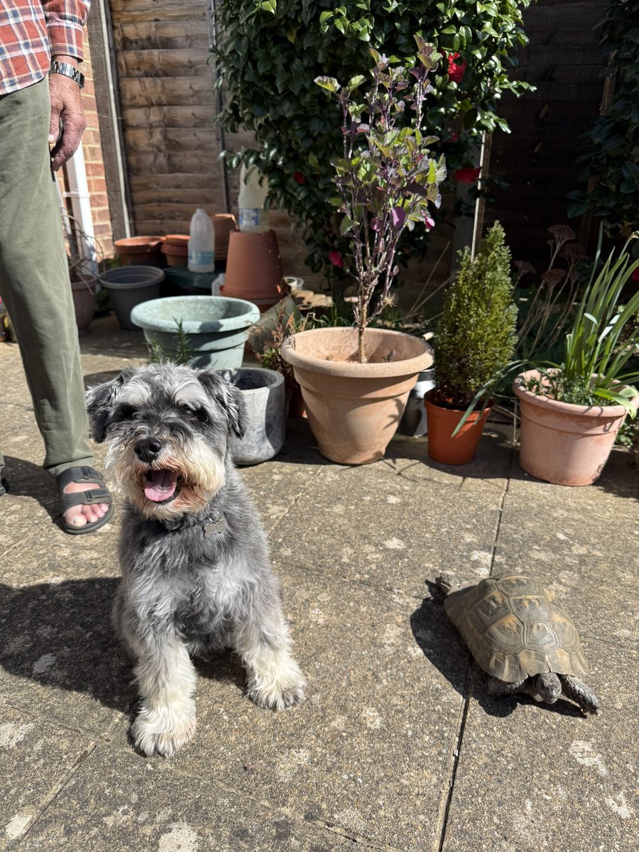 Ralph the Mini Schnauzer tweet media