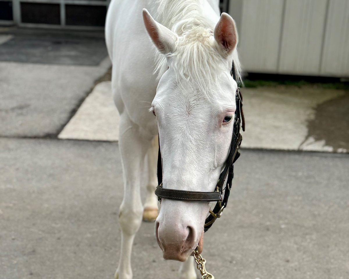 📢おしらせ
スノーエルヴァの出走予定が4/11(土) 福島6Rに決定しました🏇💨
がんばれ！スノーエルヴァ🐴🩷

#福島競馬場 #JRA #3歳