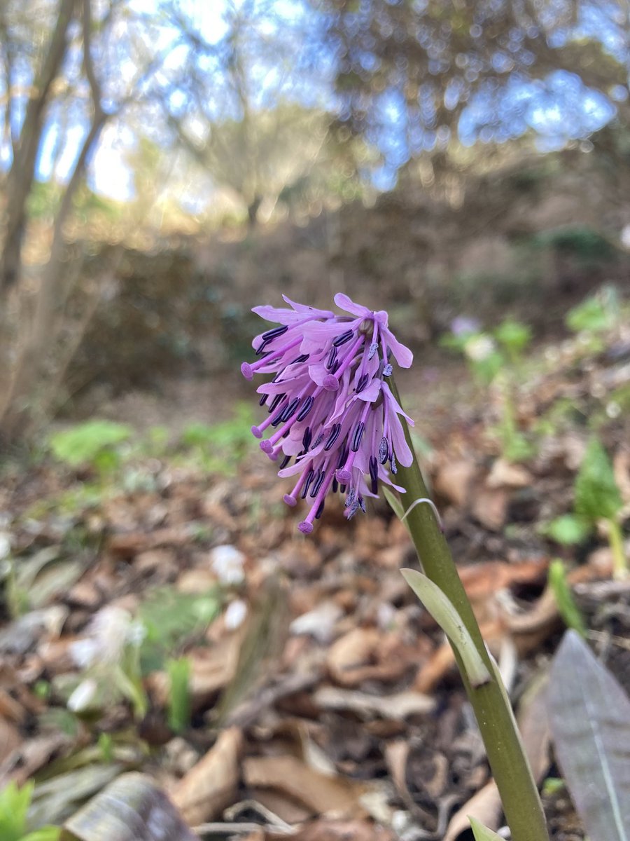 六甲高山植物園 tweet media