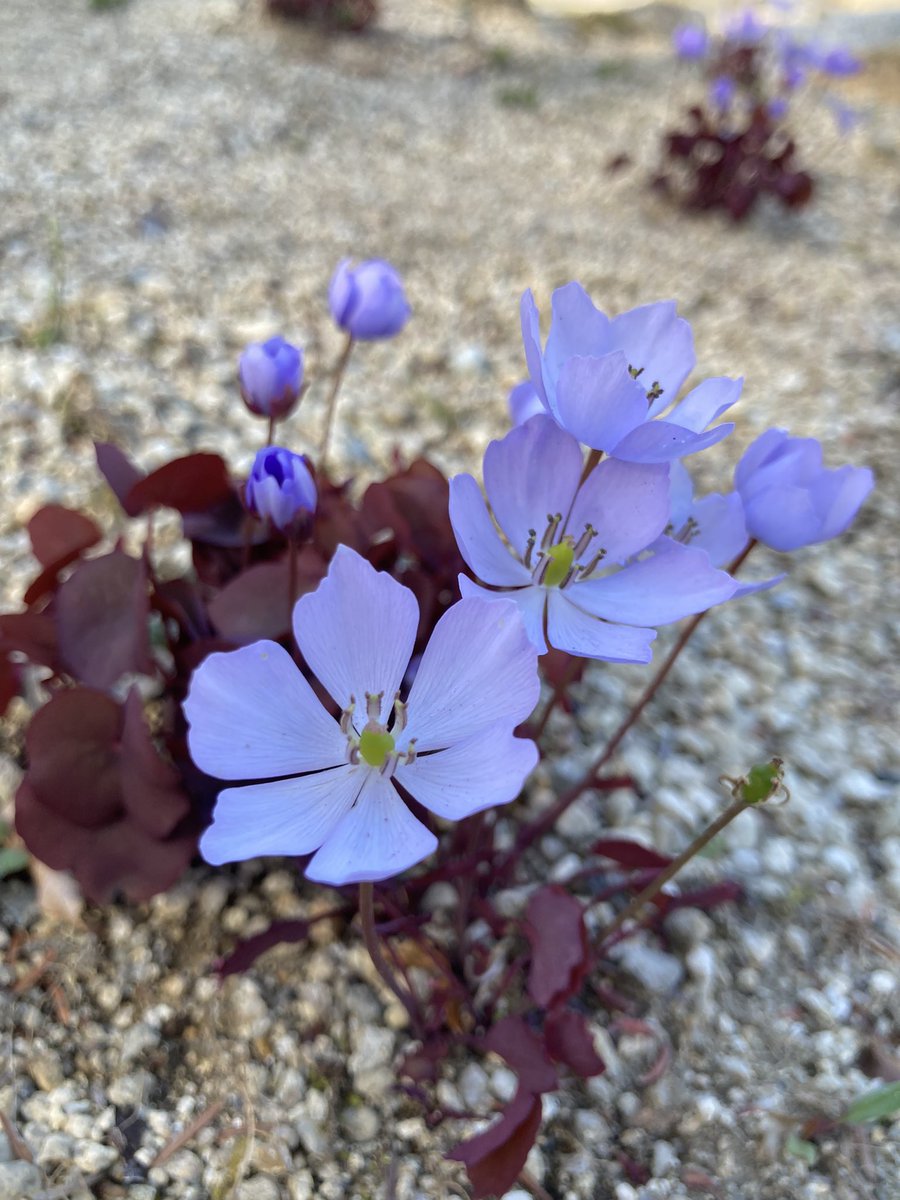 六甲高山植物園 tweet media