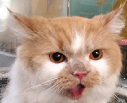 Rieru Shindou (リエル) 🗣️〖 Davidbeatt 】 tweet media