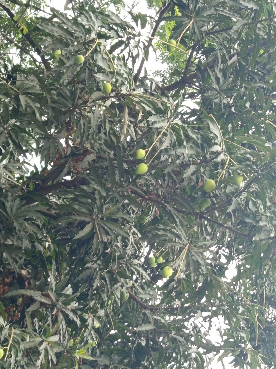 Mango_Sorbet02's tweet image. It's the small details in nature that tells you summer is in the air.

The small green raw mangoes are such beautiful view at the start of summer. 
#Bangladesh #Aesthetic