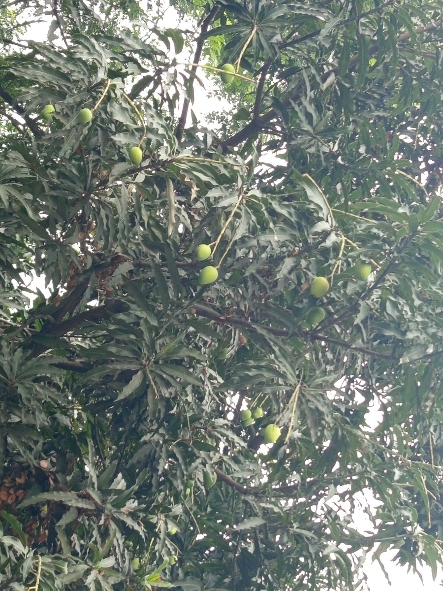 Mango_Sorbet02's tweet image. It's the small details in nature that tells you summer is in the air.

The small green raw mangoes are such beautiful view at the start of summer. 
#Bangladesh #Aesthetic