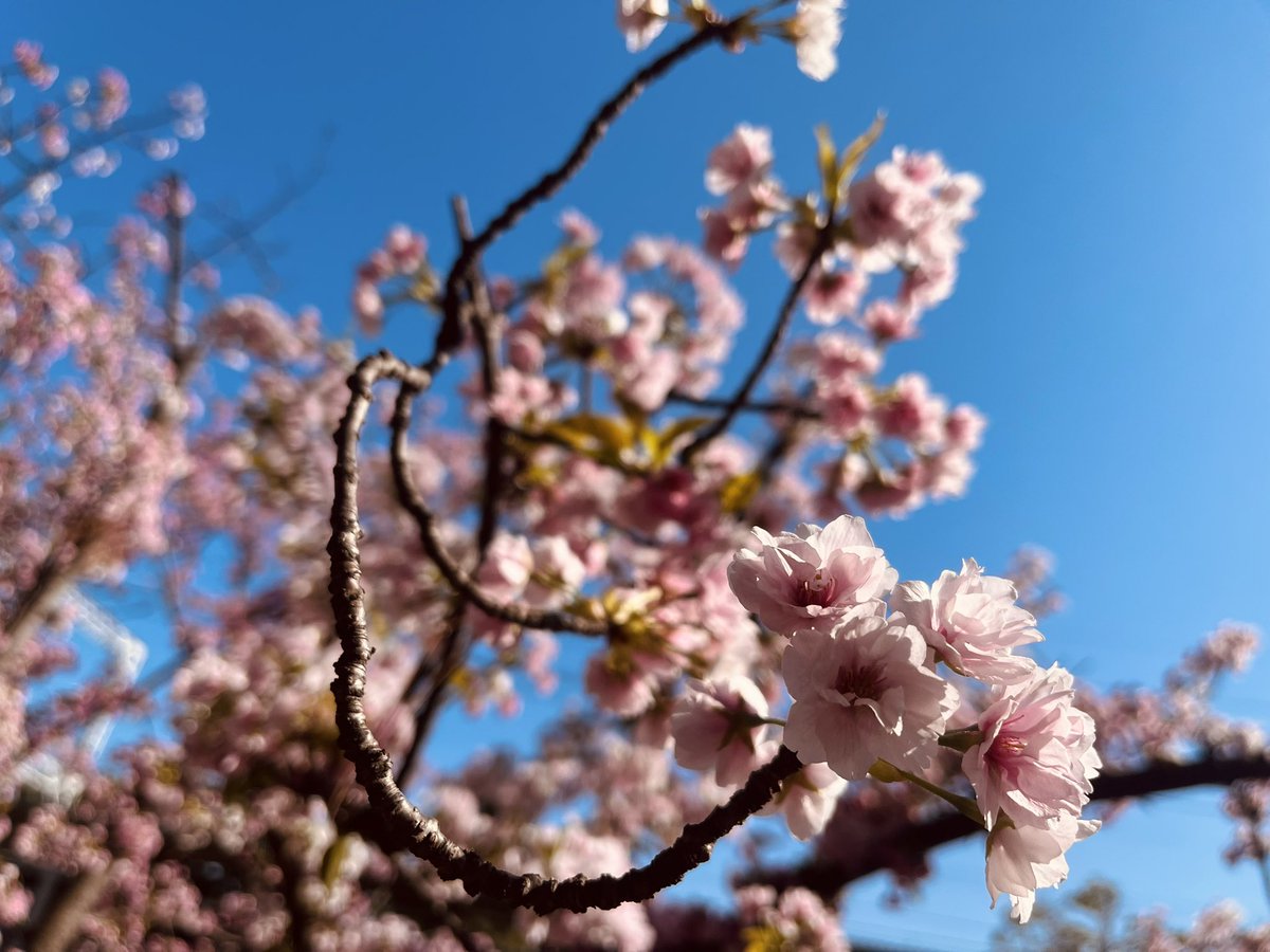 爆裂くしゃみマンごりち tweet media