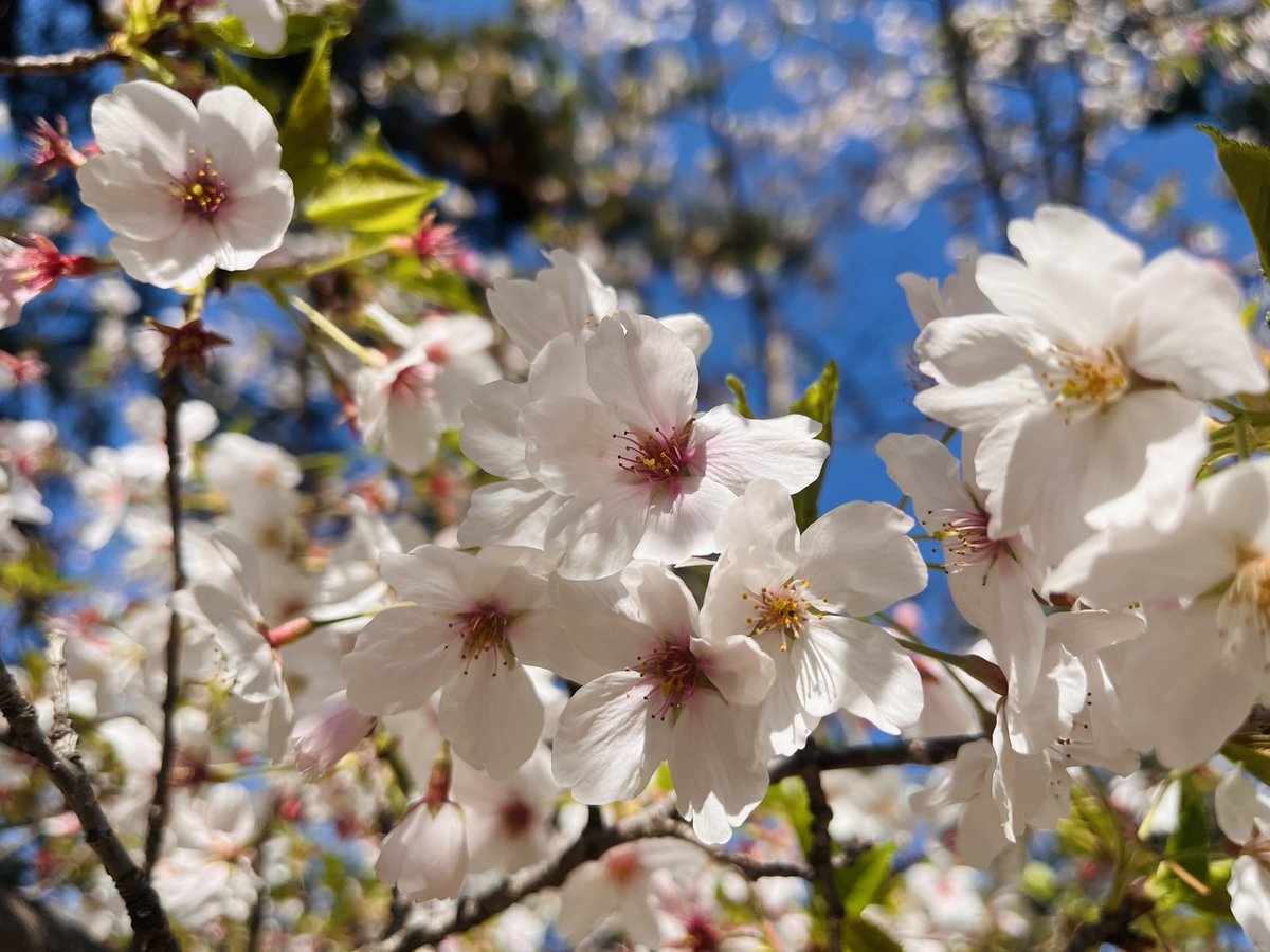 爆裂くしゃみマンごりち tweet media