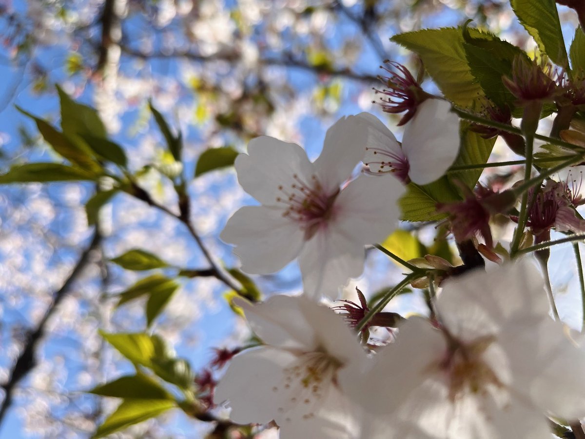 爆裂くしゃみマンごりち tweet media