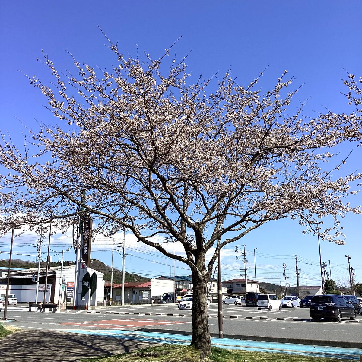 あ・ら・伊達な道の駅【公式】 tweet media