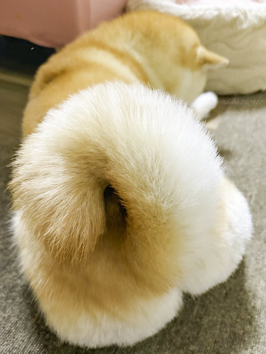 柴犬もも tweet media