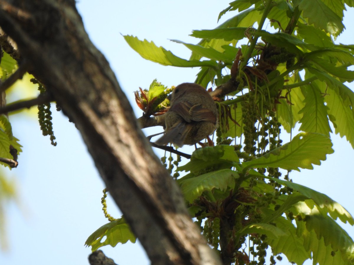 jupiter1390 tweet media