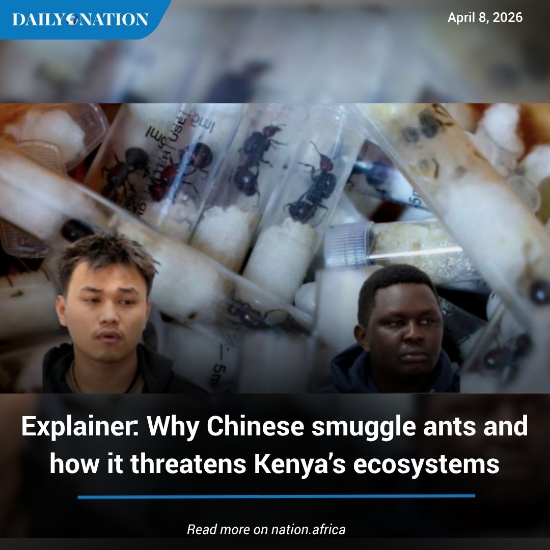 NationAfrica's tweet image. Since 2019, Kenya has seen a quiet but significant shift in wildlife trafficking—from iconic animals to some of the smallest, most overlooked creatures.

#Earthwise zurl.co/Dsado