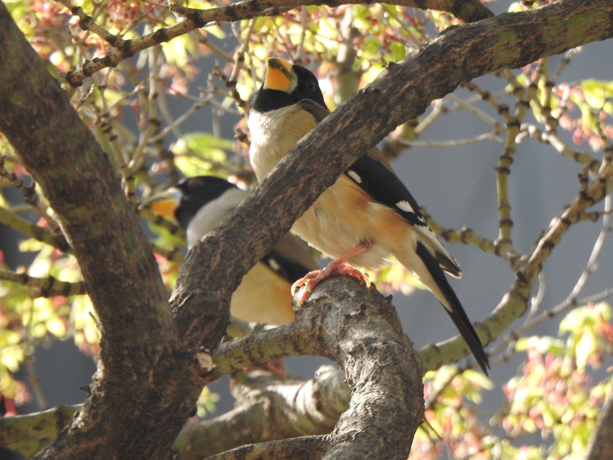 jupiter1390 tweet media