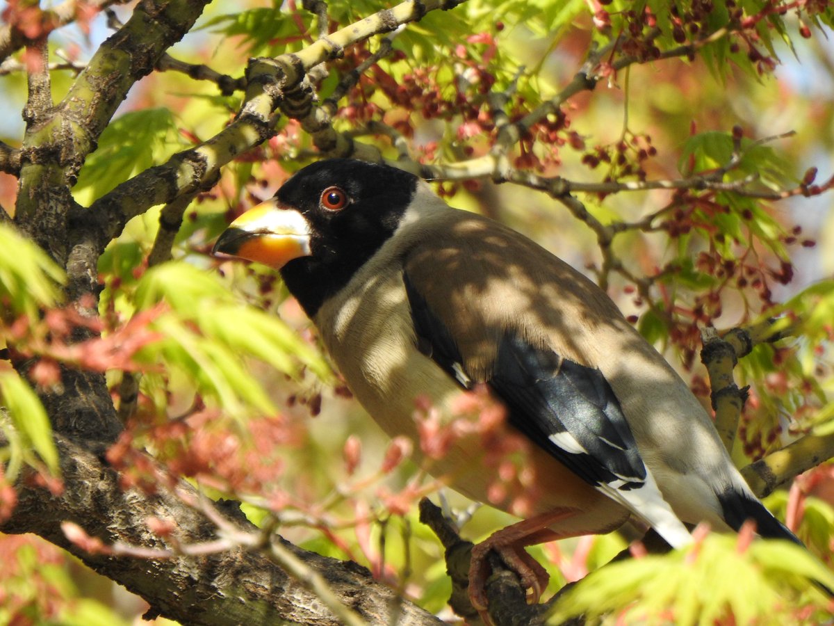 jupiter1390 tweet media