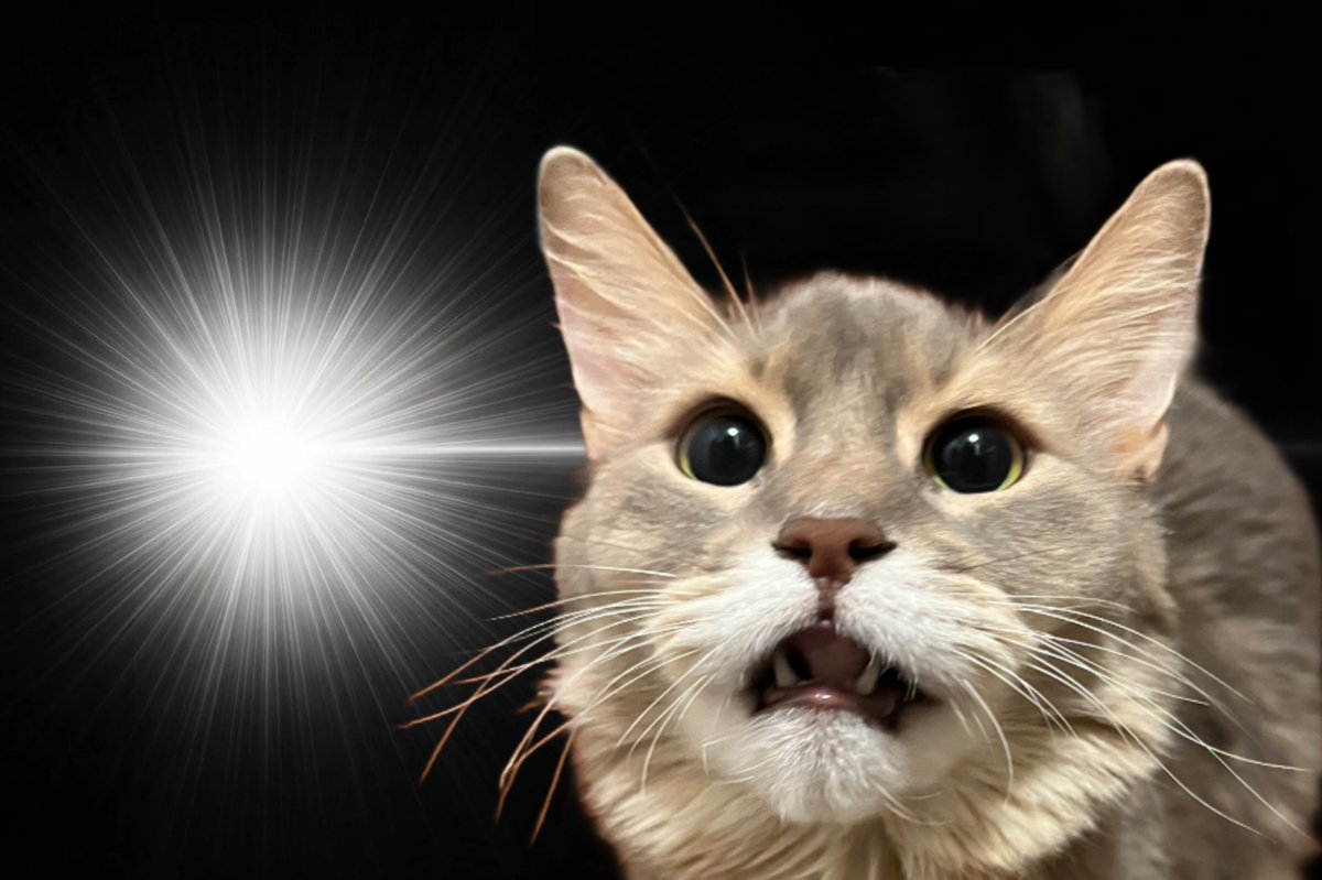 akabarechan's tweet photo. 完全にひらめいてる　#InspirationCat https://t.co/SIwUZbAHWA