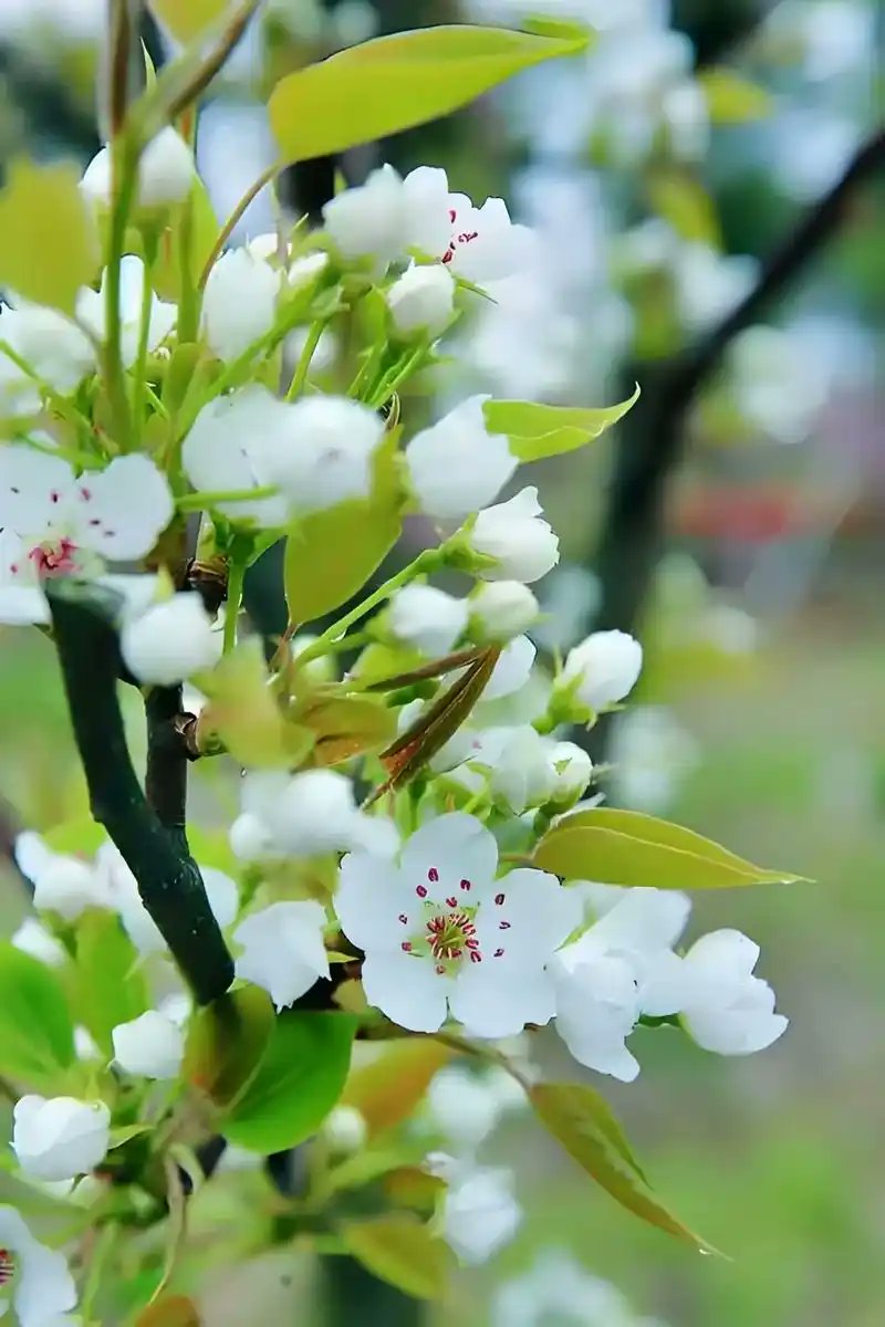 qiqi0541's tweet image. 煮一碗清粥，配一碟小菜，窗边梨花簌簌飘落，落在桌角、碗边。古人说梨花胜雪，清雅又温柔，没有牡丹的浓烈，却把平淡的三餐时光，晕染得格外温润。生活本就是这般，一饭一蔬，一花一叶，简单却美好。
#梨花