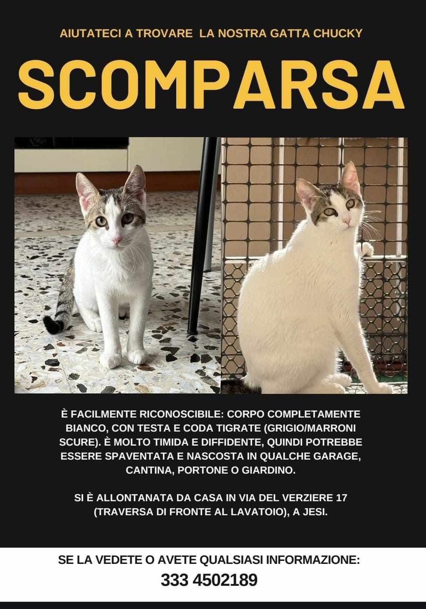 Amici di Jesi (Ancona) &amp; dintorni 
Occhi 👀 🔎🕵️aperti

Jesi ( puo essere ovunque, non sterilizzata ancora )
Per info 3408344940⬇️