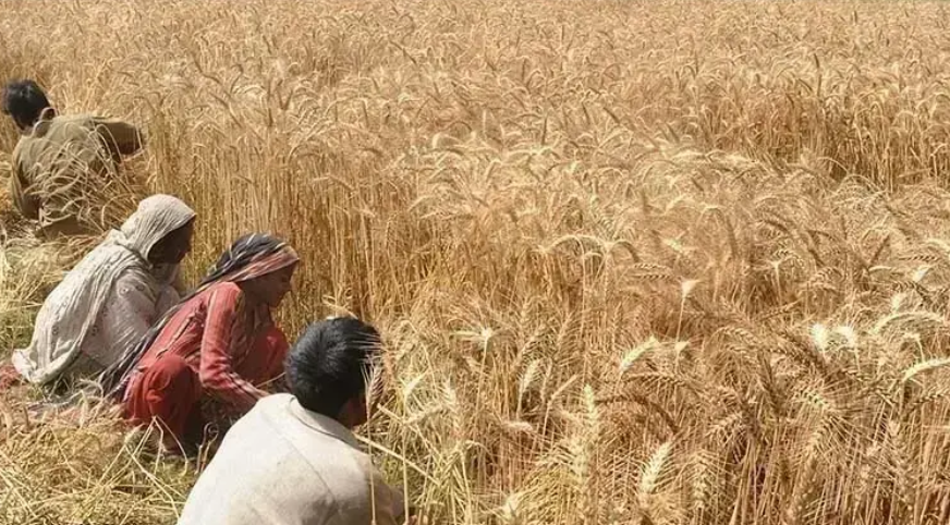 Heavy rain and hailstorm lash Punjab, damaging wheat crops in southern districts; Faisalabad records highest rainfall. Authorities on alert as more showers forecast, raising concerns over agriculture and urban flooding. #Punjab