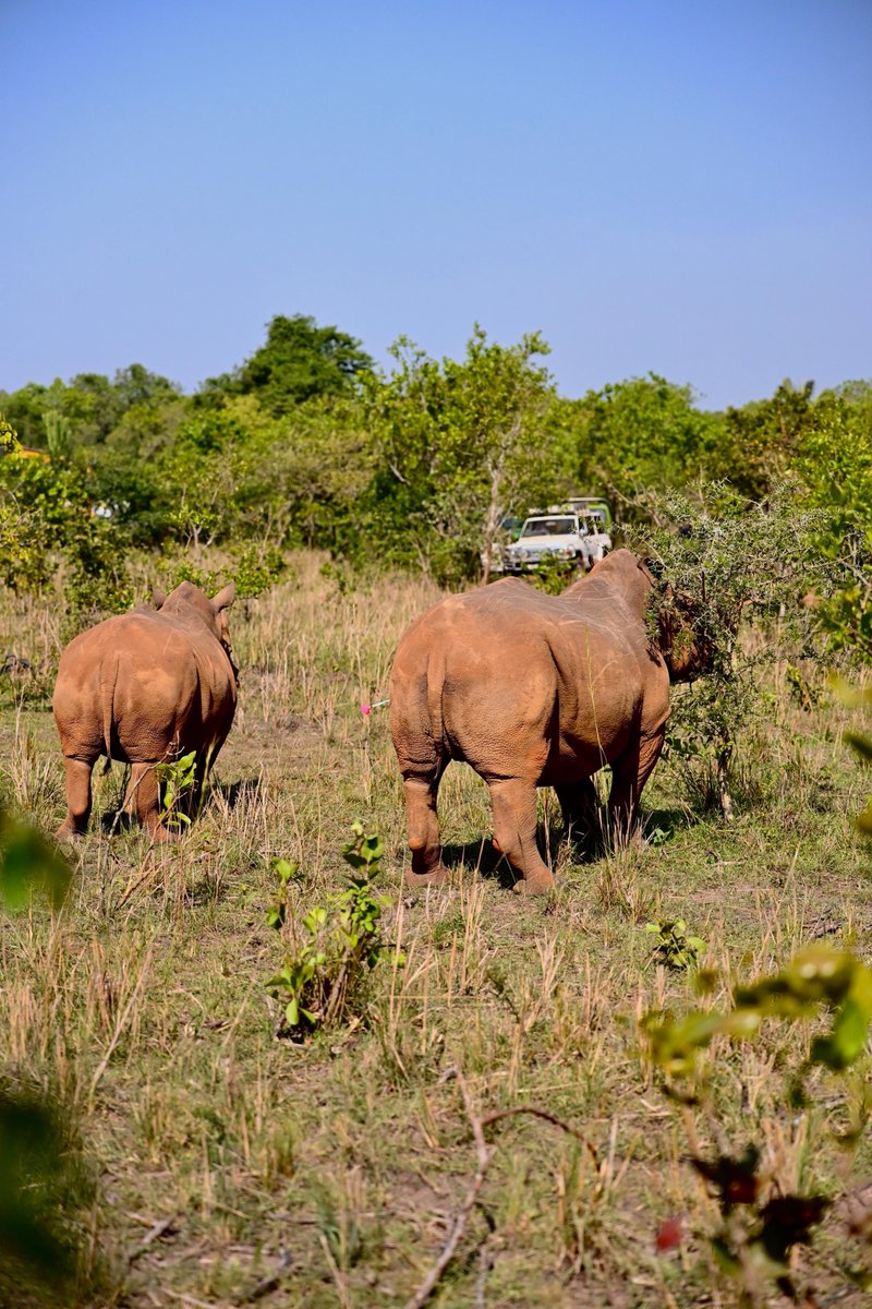 PlatcorpFDN's tweet photo. Rhinos are back in Kidepo after 40+ years.

A powerful milestone for conservation in Uganda driven by partnerships, groundwork and community action.

Proud to support this effort alongside WildLandscapes EA, UGF &amp; UWA.

 https://t.co/Z4J9GnJDSj

#ConservationInAction https://t.co/TddtlYuQSm