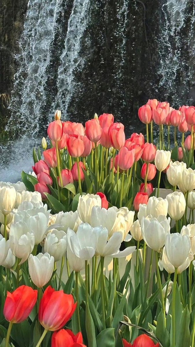tutututututulip's tweet photo. https://t.co/JHDcPf03vQ