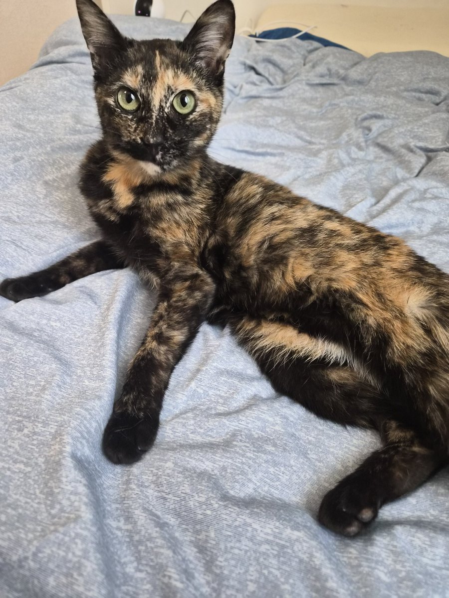 mmmm_33330's tweet photo. 3/22 #木更津市 で保護した #迷子猫 のサビ猫ちゃん
飼い主さんはまだ現れません😢
シャワーに入れ、フロントラインはいたしました。
寝る時もくっついてきて、外出する際はニャーニャー寂しがってきます。
この子に見覚えのある方連絡お待ちしてます。
#迷い猫 https://t.co/7KIMNQ5nCH