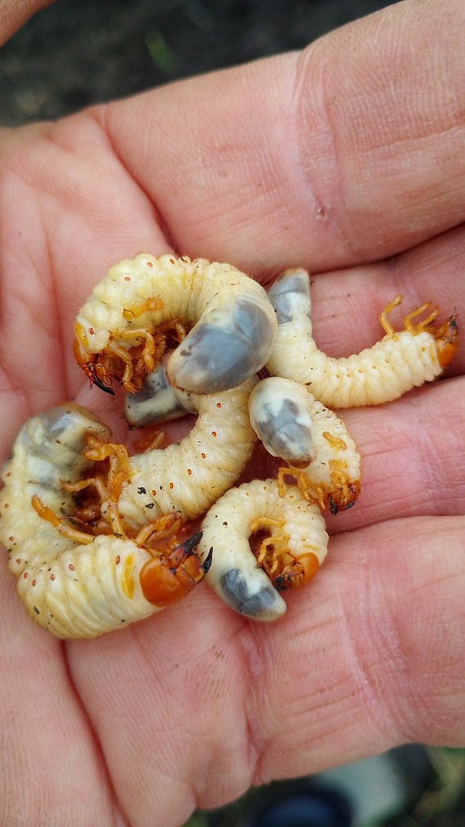 Пороблено tweet media