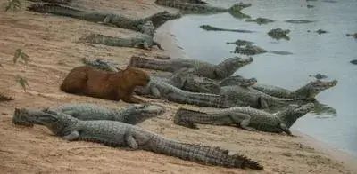 Nature is Amazing ☘️ tweet media