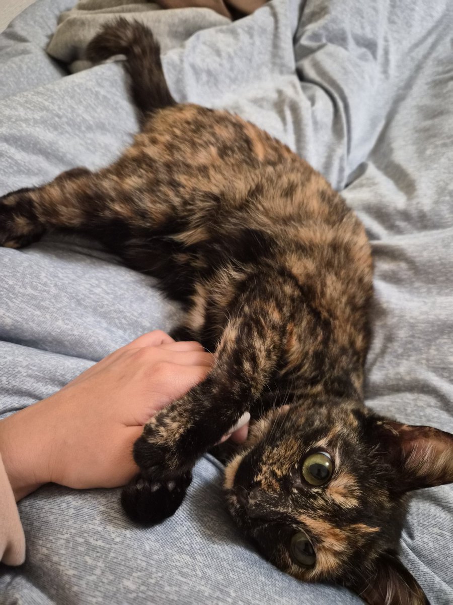 mmmm_33330's tweet photo. 3/22 #木更津市 で保護した #迷子猫 のサビ猫ちゃん
飼い主さんはまだ現れません😢
シャワーに入れ、フロントラインはいたしました。
寝る時もくっついてきて、外出する際はニャーニャー寂しがってきます。
この子に見覚えのある方連絡お待ちしてます。
#迷い猫 https://t.co/7KIMNQ5nCH