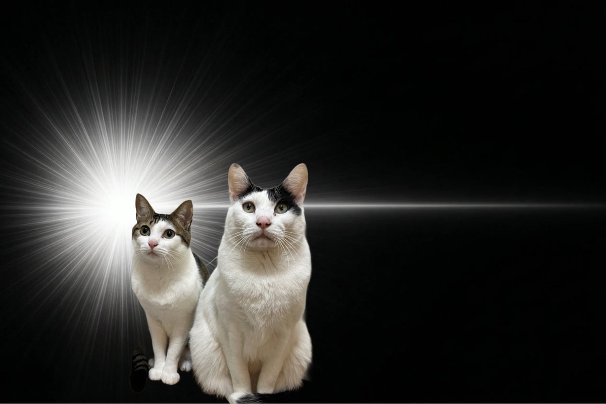 ＼(🌸)／ tweet media