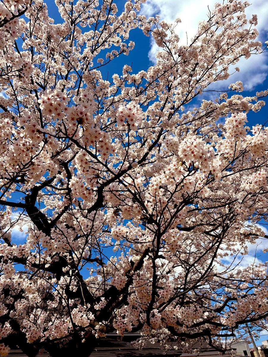 ぐらど tweet media