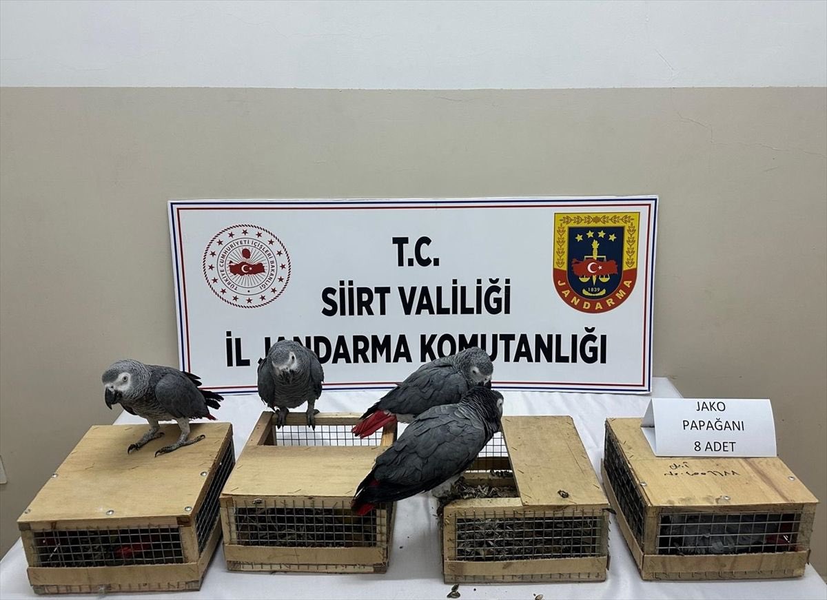 🚨#Siirt'te yapılan operasyonda bir araçta 8 jako türü papağan yakalandı, koruma altına alındı.
sürdürüyor.

Sağırsu yol kontrol noktasında Şırnak istikametinden gelen bir araçta yapılan aramada, yolcu B.Ç'ye ait kafeslerde Afrika kökenli olduğu değerlendirilen 8 jako türü