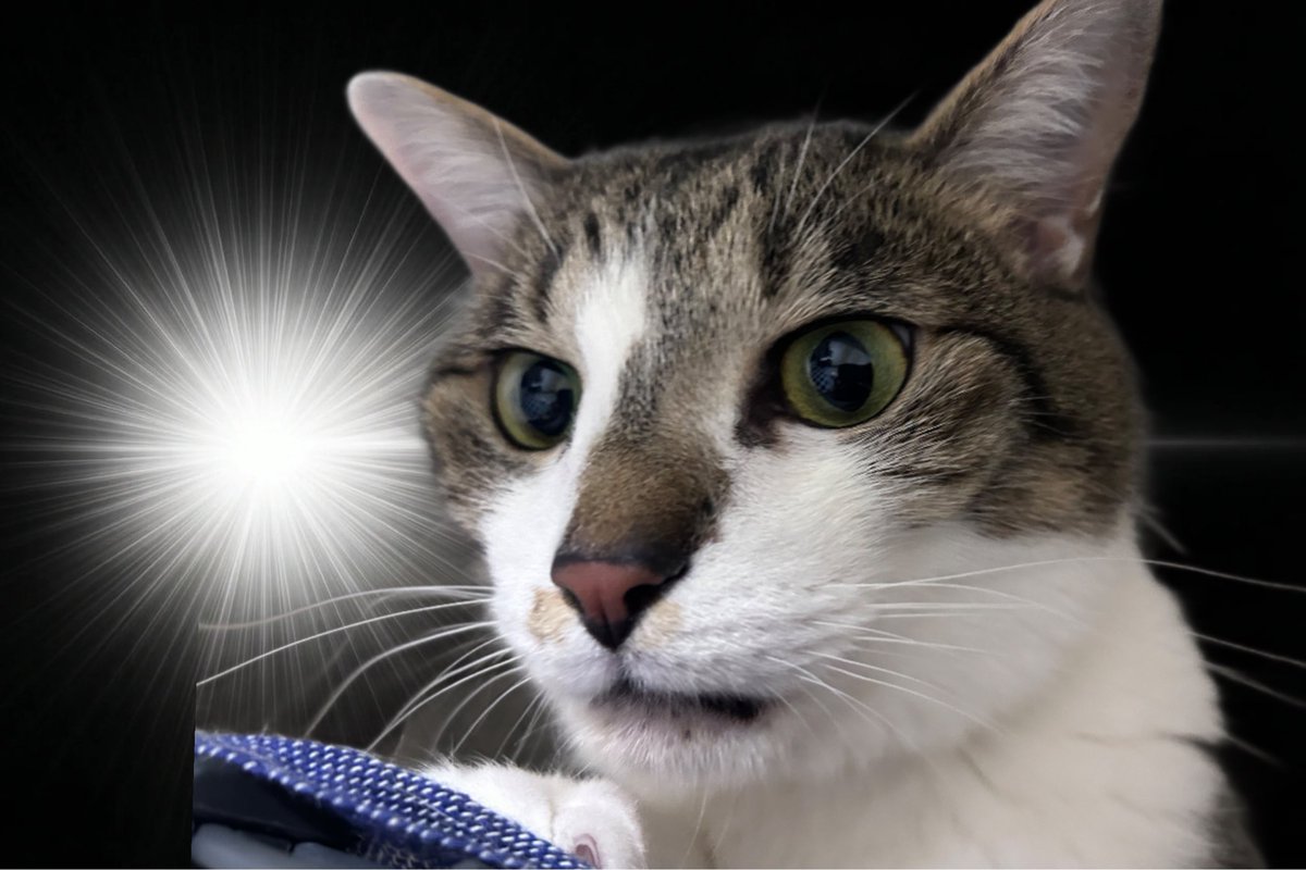 にる/Rian🦋 tweet media