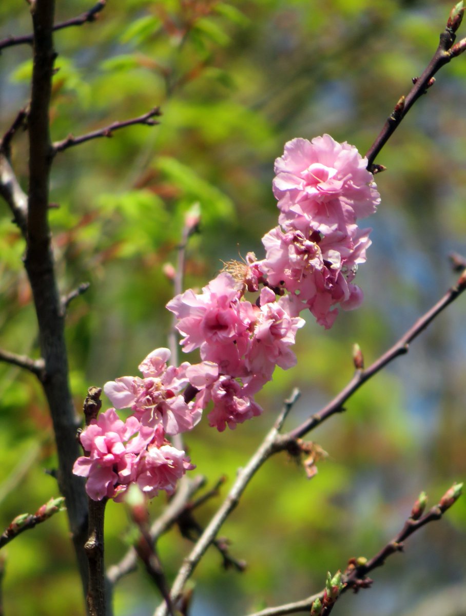hitomihcx's tweet photo. Kameyama Park/亀山公園/2026.04.03
#Kyoto #京都 #arashiyama #嵐山
#KameyamaPark #亀山公園
#ArashiyamaPark #嵐山公園
#NearbyPark #近所の公園
#CherryBlossoms #桜
#WinterCherry #十月桜
#PlumBlossom #梅 https://t.co/Y8NlX8kOZz