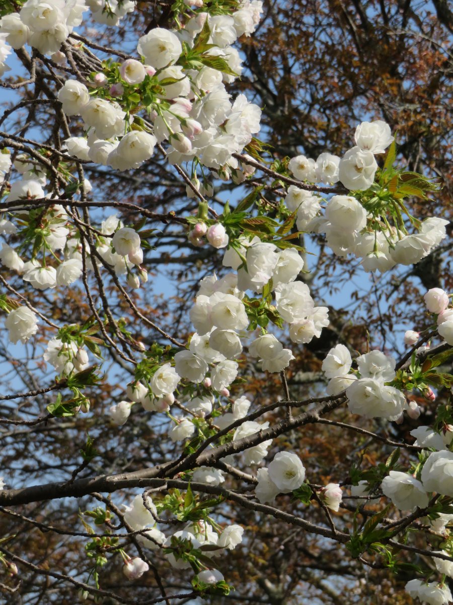 hitomihcx's tweet photo. Kameyama Park/亀山公園/2026.04.03
#Kyoto #京都 #arashiyama #嵐山
#KameyamaPark #亀山公園
#ArashiyamaPark #嵐山公園
#NearbyPark #近所の公園
#CherryBlossoms #桜
#WinterCherry #十月桜
#PlumBlossom #梅 https://t.co/Y8NlX8kOZz