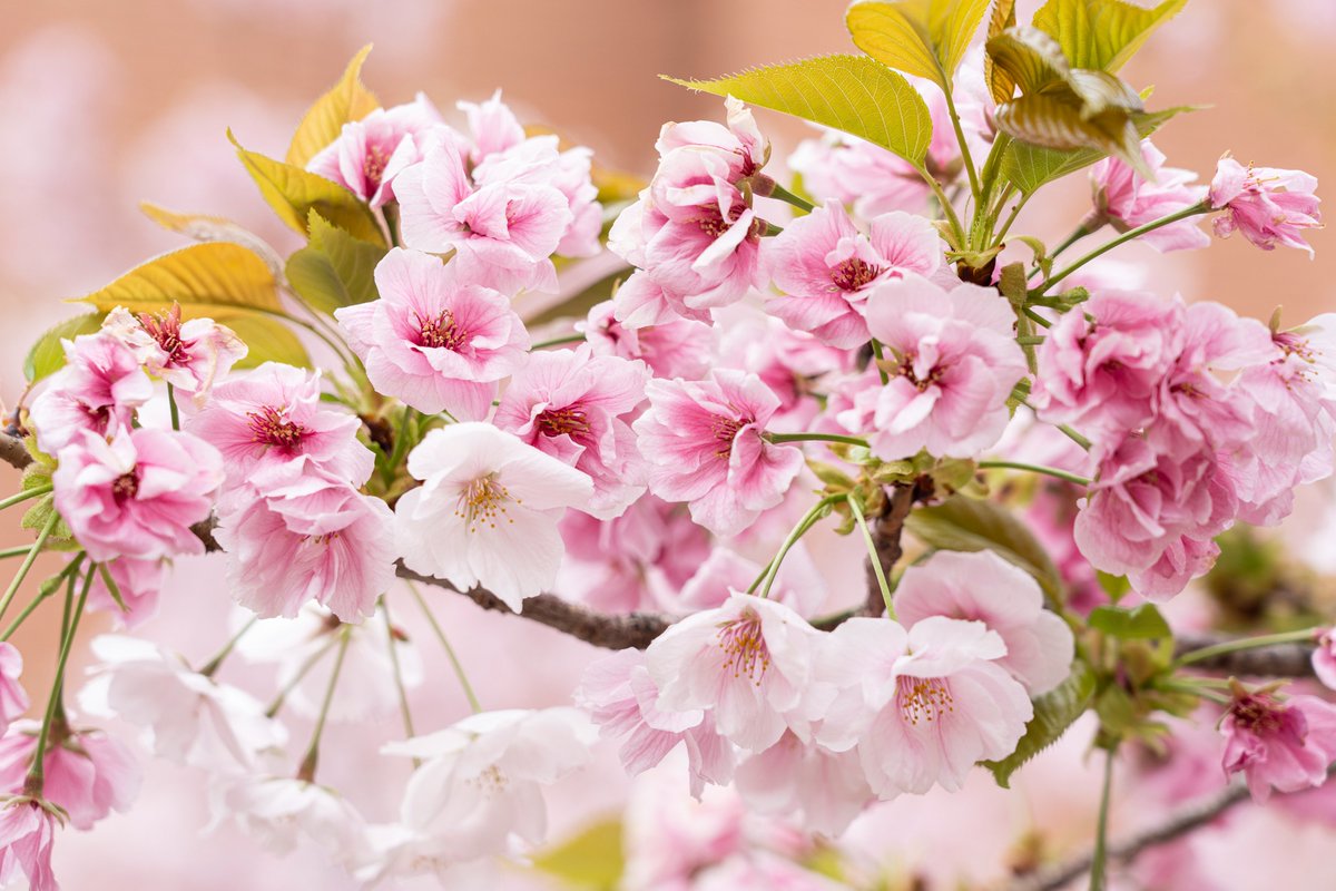 大阪観光局【公式】 tweet media