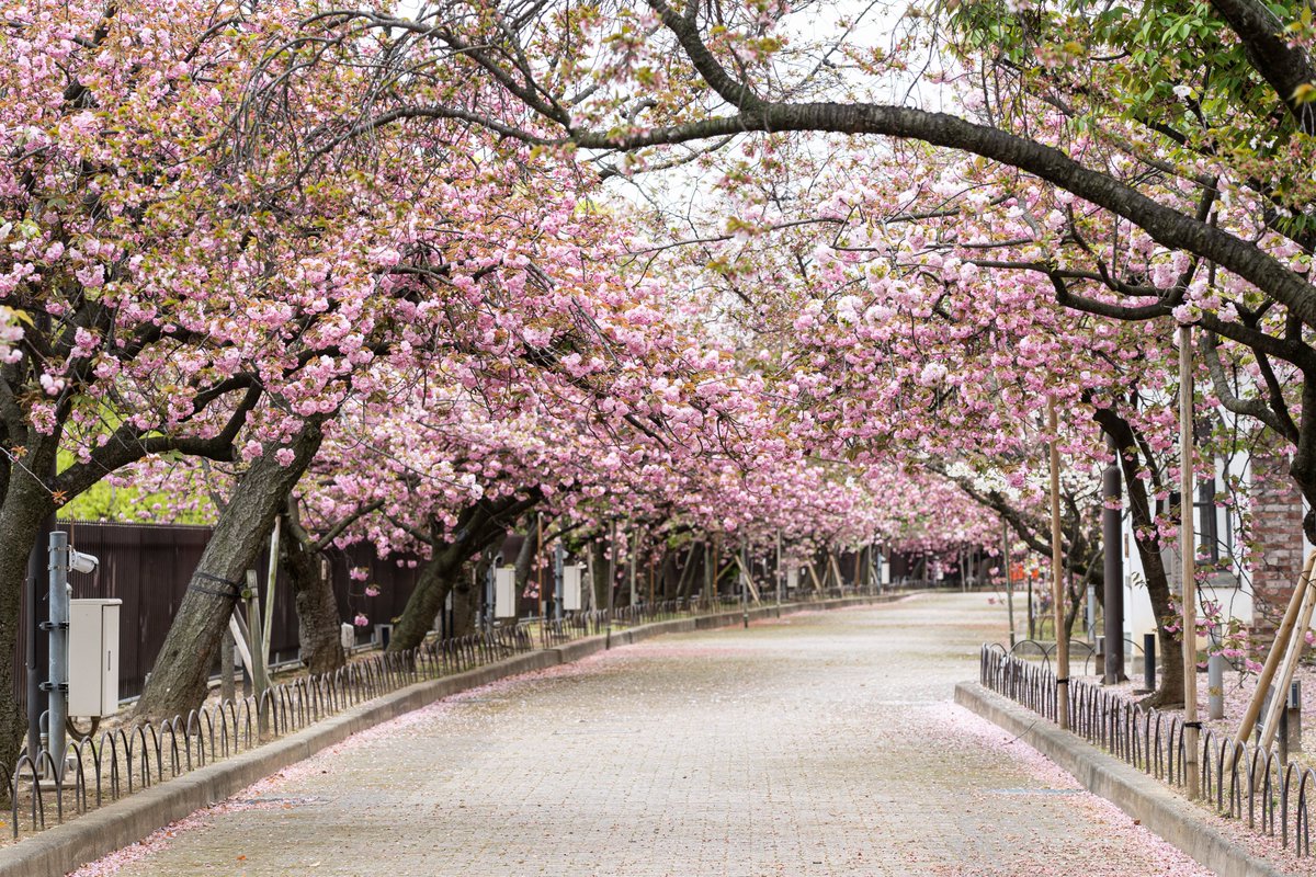 大阪観光局【公式】 tweet media