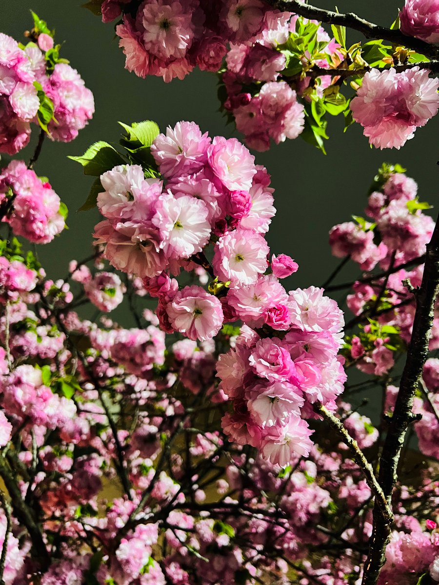 大阪観光局【公式】 tweet media