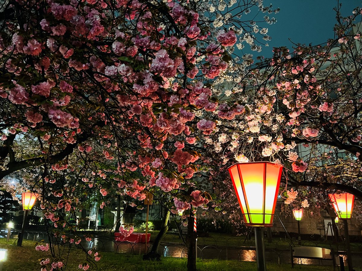 いよいよ明日より、
春の風物詩【造幣局 桜の通り抜け】が開催❕🌸

約560mにわたって咲き誇る桜が、
まるで花のトンネルのように続きます✨
※写真は過去の様子です📸

毎年多くの人を魅了する、春だけの特別な景色🌸
皆様もぜひ、各地で咲く桜とともに春のひとときをお楽しみください😊🩷
#造幣局
