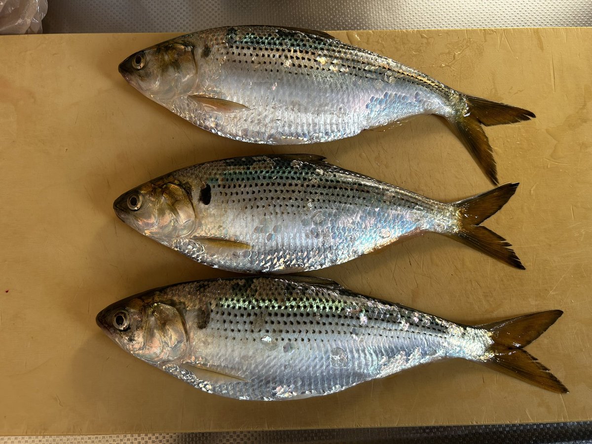 みや（一瞬マグロ漁師） tweet media